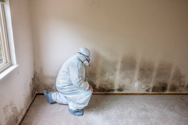 Best Mold Damage Restoration  in Jones, OK